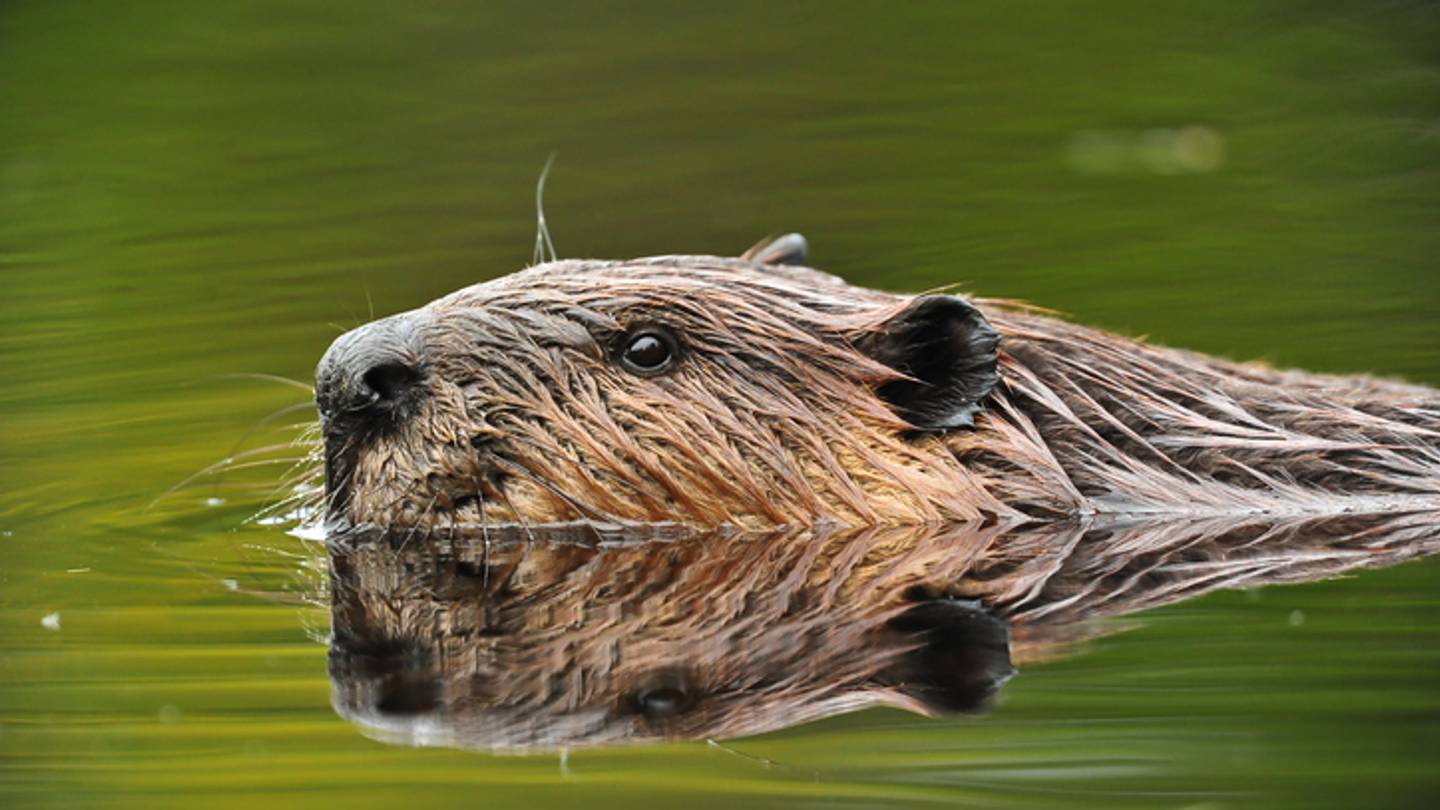 Watch Beavers Parachute From Planes in Footage From 1948