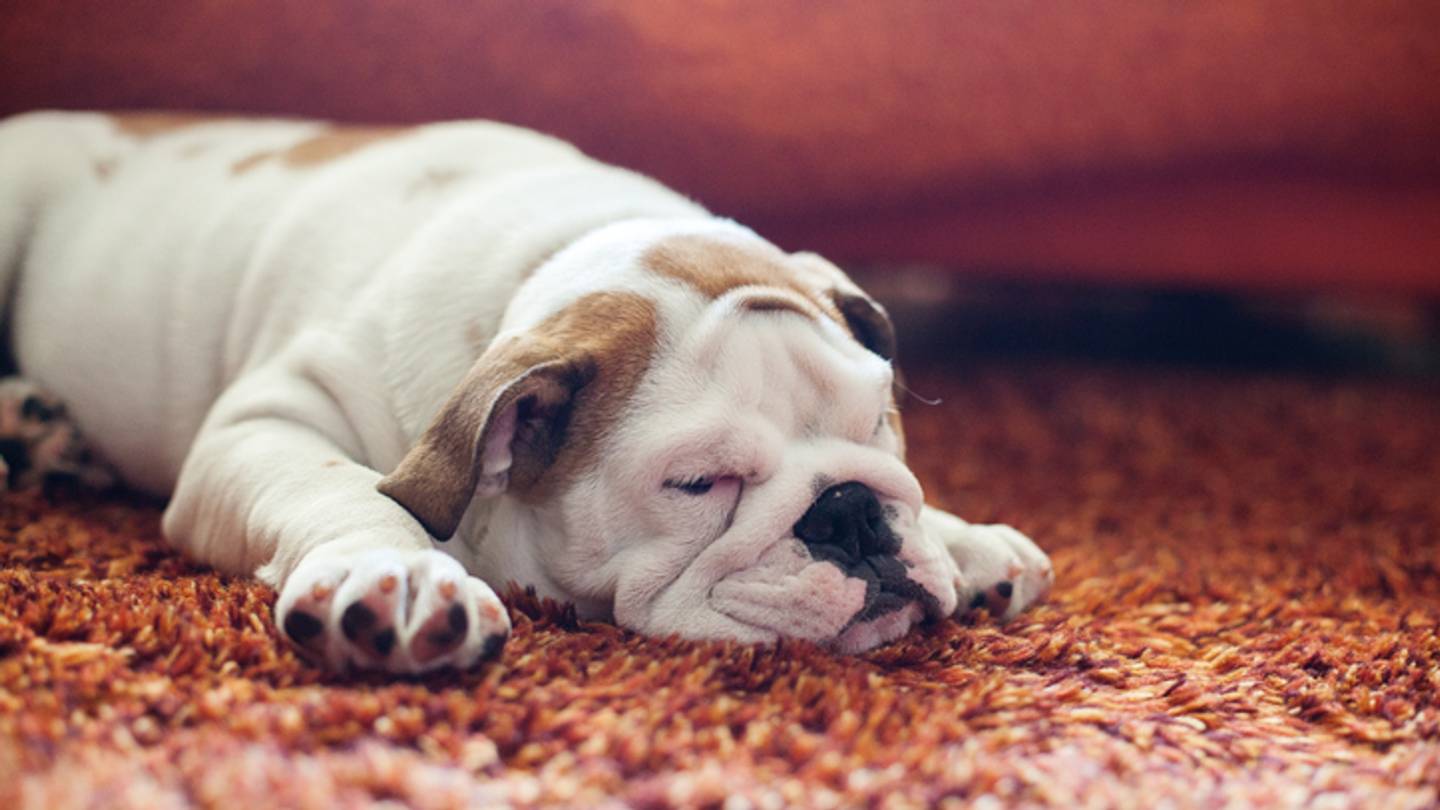 Dogs Can Smell Our StressâAnd It's Contagious