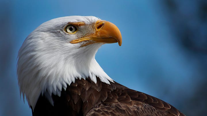 Patriotic.