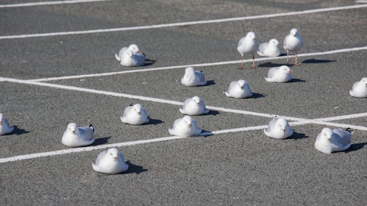 Just hanging out on bare pavement, as gulls do.