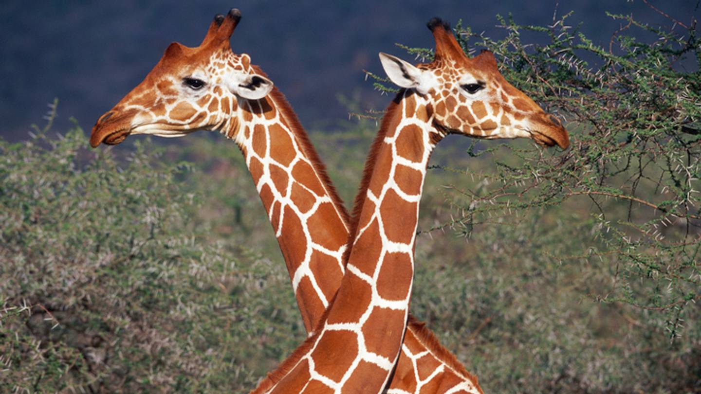 20 Things You Might Not Know About Giraffes