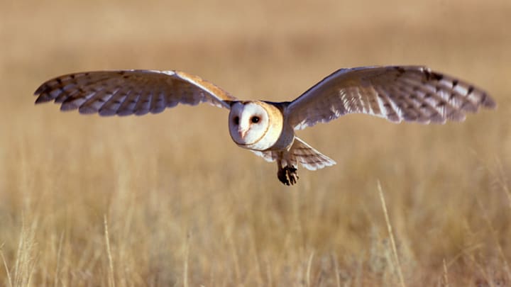 A beautiful barn owl sneaks up on its prey.