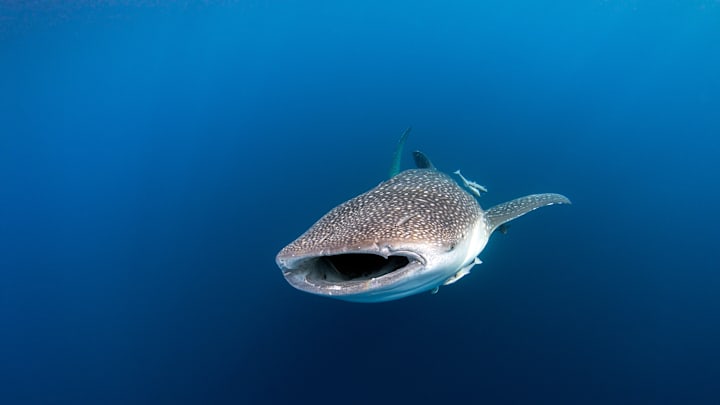 Biologists have created a marine animal database, from the smallest to the largest known species.
