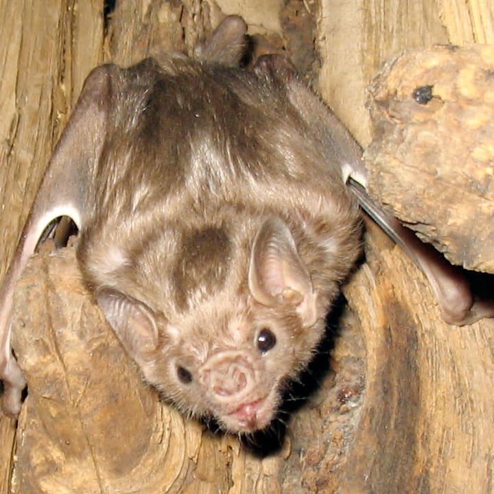 11 Surprising Facts About Vampire Bats