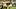 Santana Banner Santana Banner