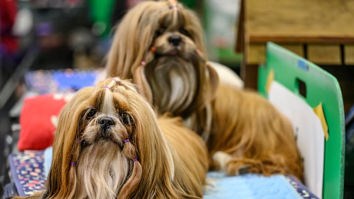 Crufts Dog Show 2023