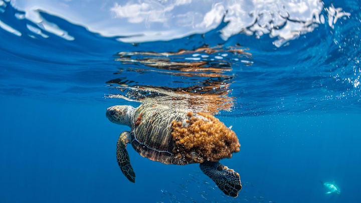 Loggerhead sea turtles are endangered, and the Loggerhead Marinelife Center is trying to help them out.