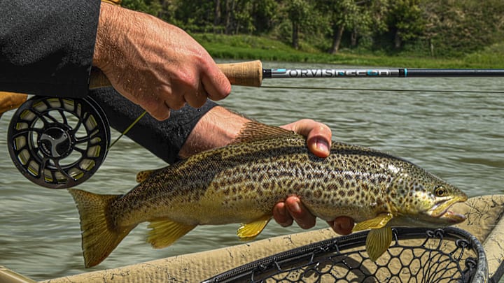 A muddy water brown trout. A muddy water brown trout.