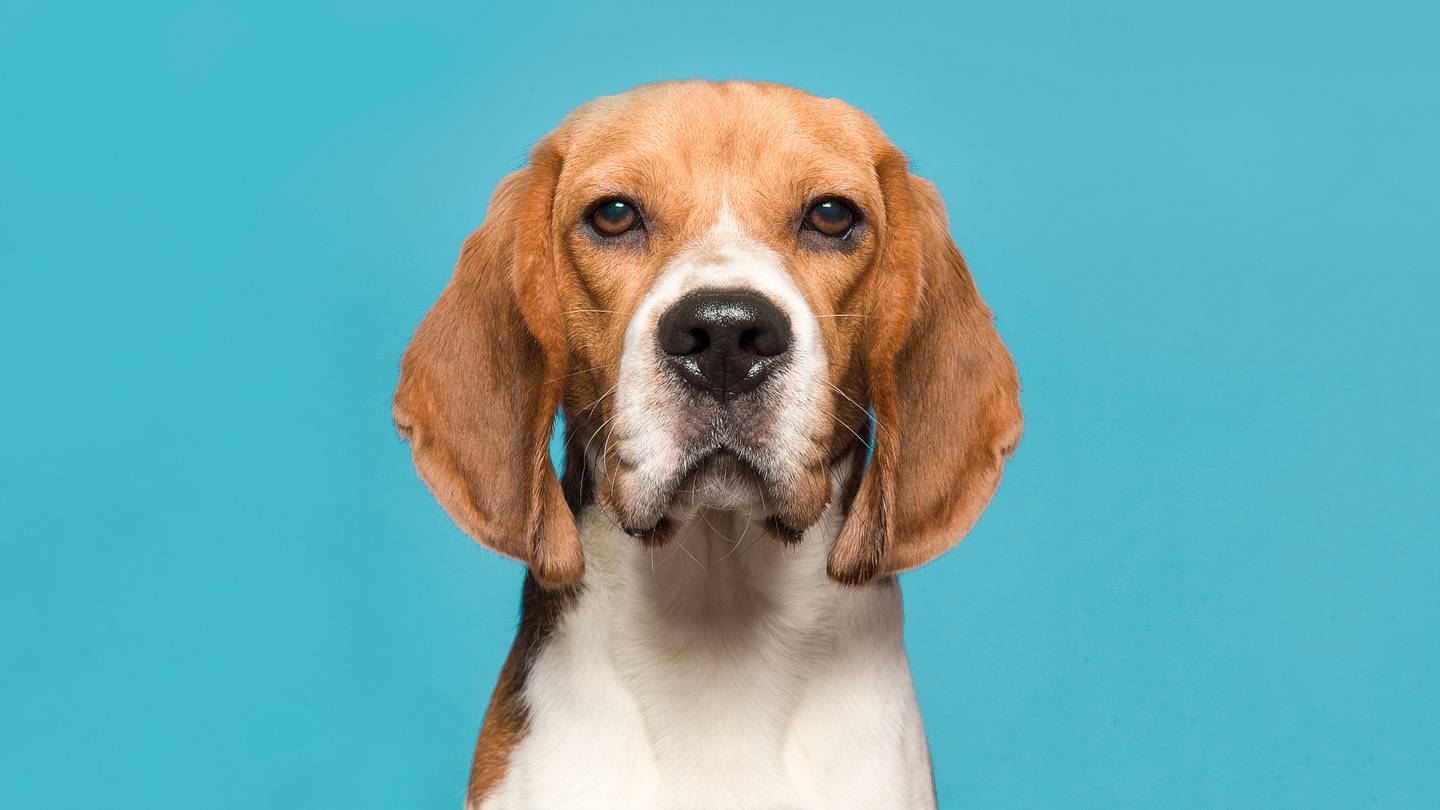 11 Howling Good Facts About Beagles