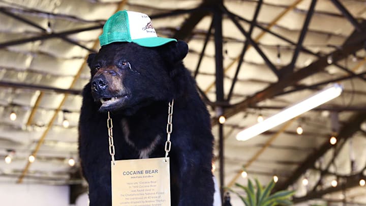 The taxidermied body of Cocaine Bear on display at the Kentucky for Kentucky Fun Mall.