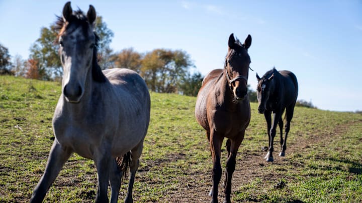 Young horses run to greet their owner, Bill Welch, on Nov. 3, 2025, at his Pleasant Hill home.