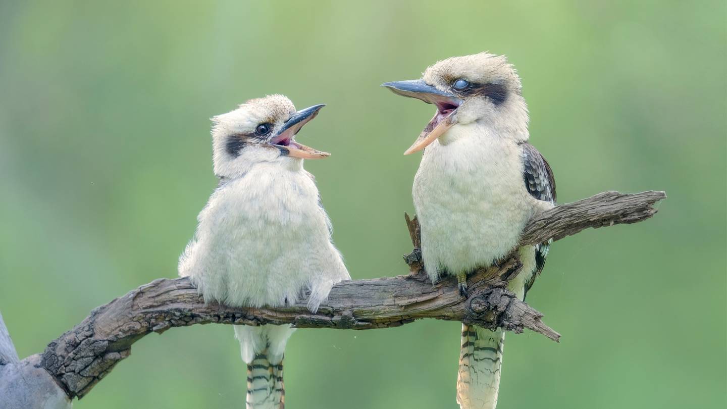Monkeys Mimic Accents, Revealing Genetic Vocalization Influences