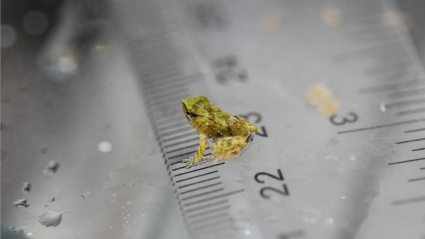 London Zoo Welcomes 33 Endangered Froglets That Emerged From Their Fathersâ Mouths