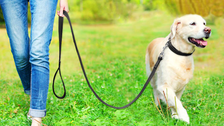 Joytale reflective dog collar