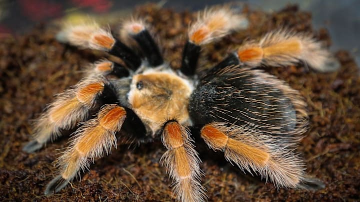 Gabbs, Nevada, gets invaded by tarantulas every year. Thus the Gabbs High School mascot in the Tarantulas.