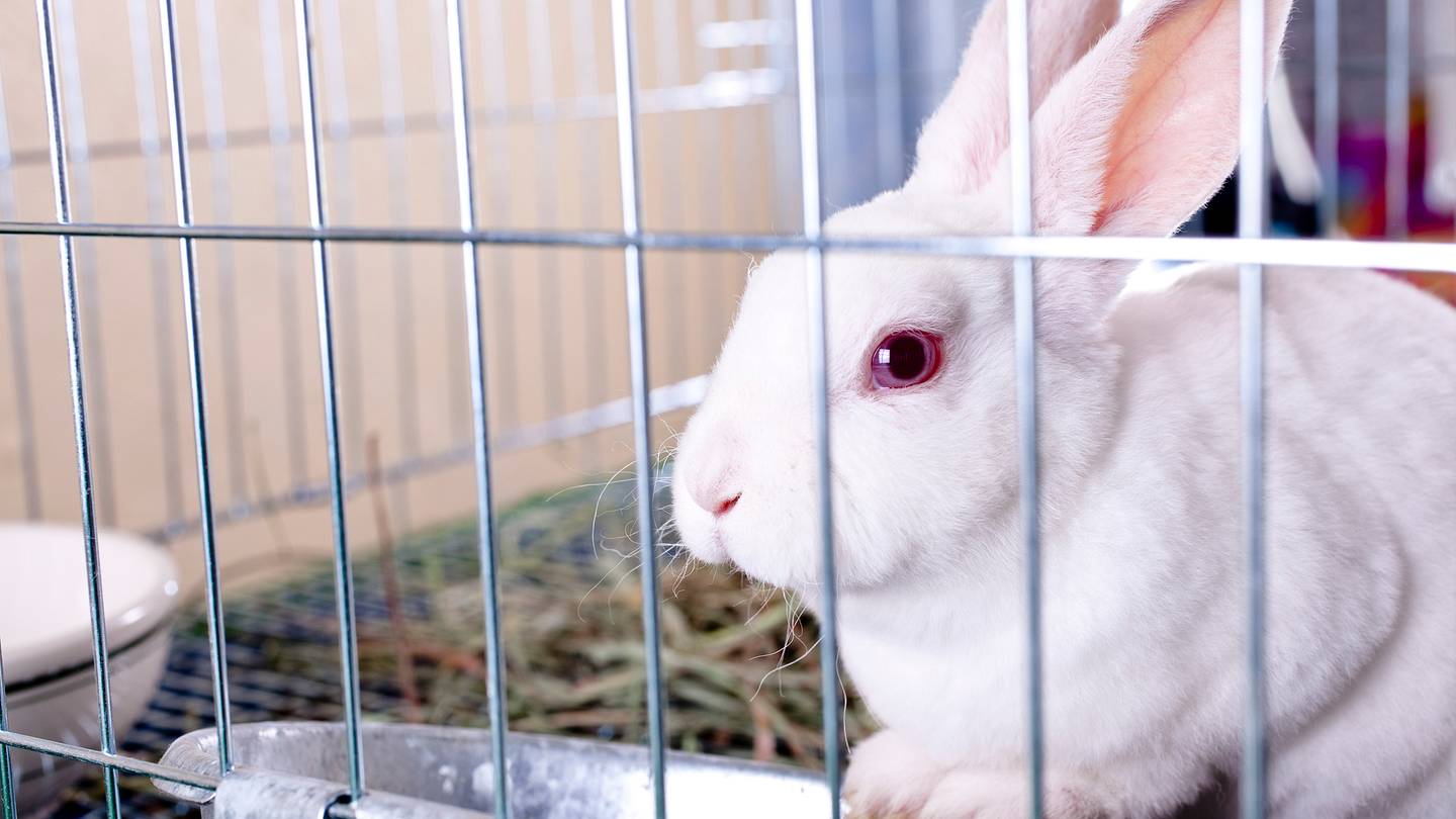 Why Do Albino Animals Have Red Eyes?