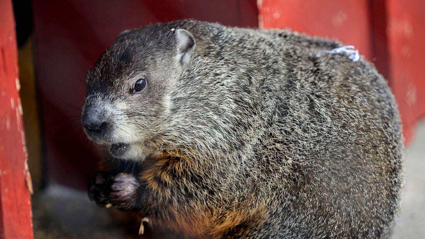 Punxsutawney Phil ‘Throws’ First Pitch at Pirates Game