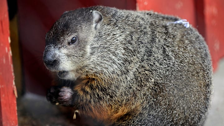 Wynter eats some treats during Groundhog Day observances on Feb. 2, 2013, at the Milwaukee County Zoo. Wynter did not see her shadow, signaling an early spring.