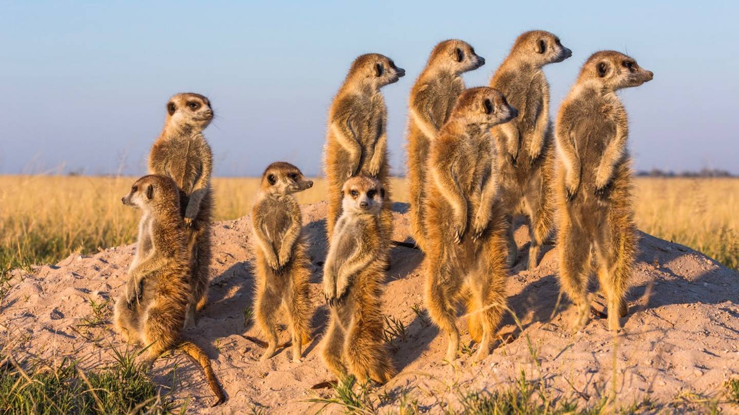How 25 Animals Got Their Names