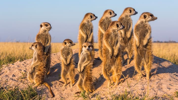 A mob of meerkats.