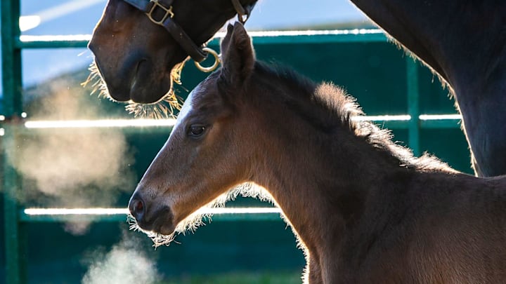 A foal and her mother pose on a cool morning
