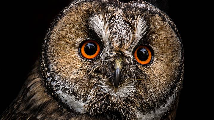 Owl portrait