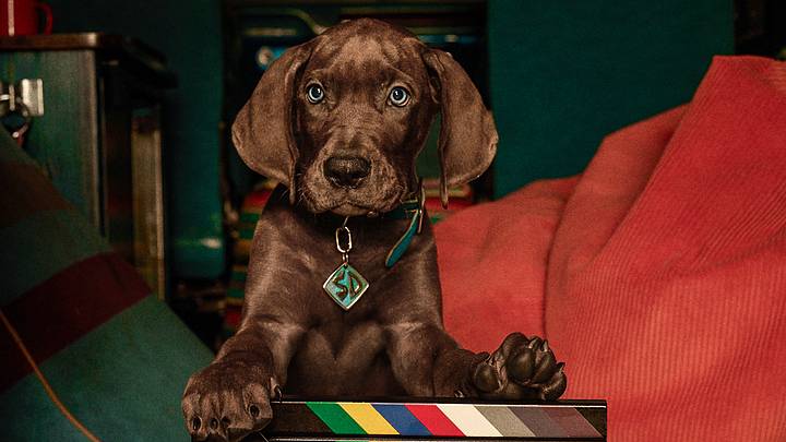 Scooby-Doo: Origins 