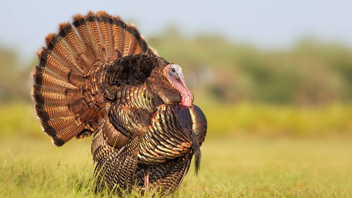 10 Big Facts About Turkeys