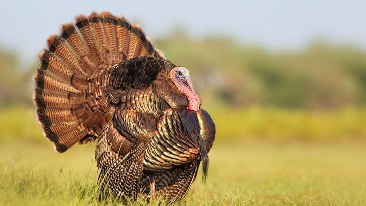 The majestic turkey