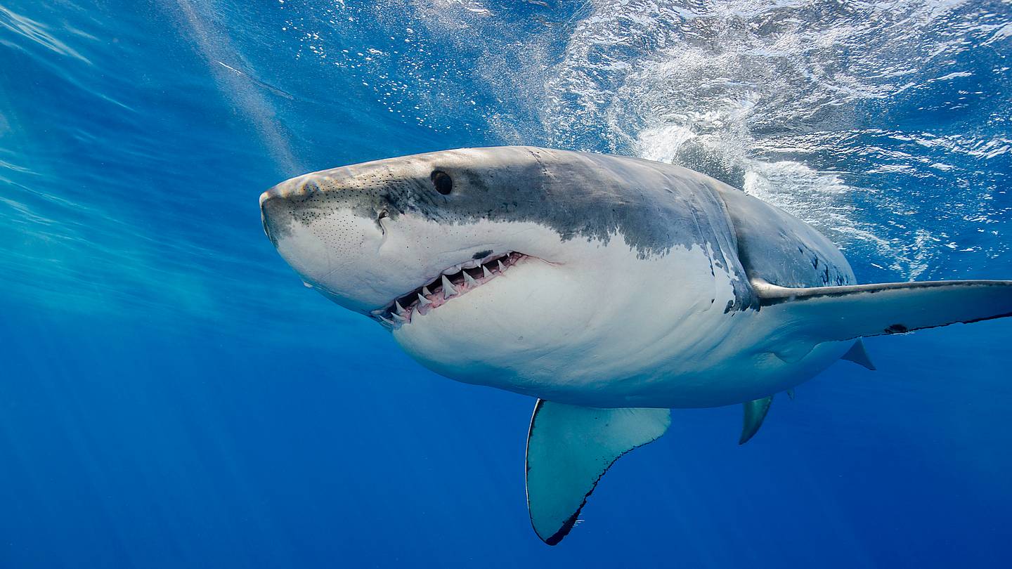 31 Fascinating Facts About Sharks