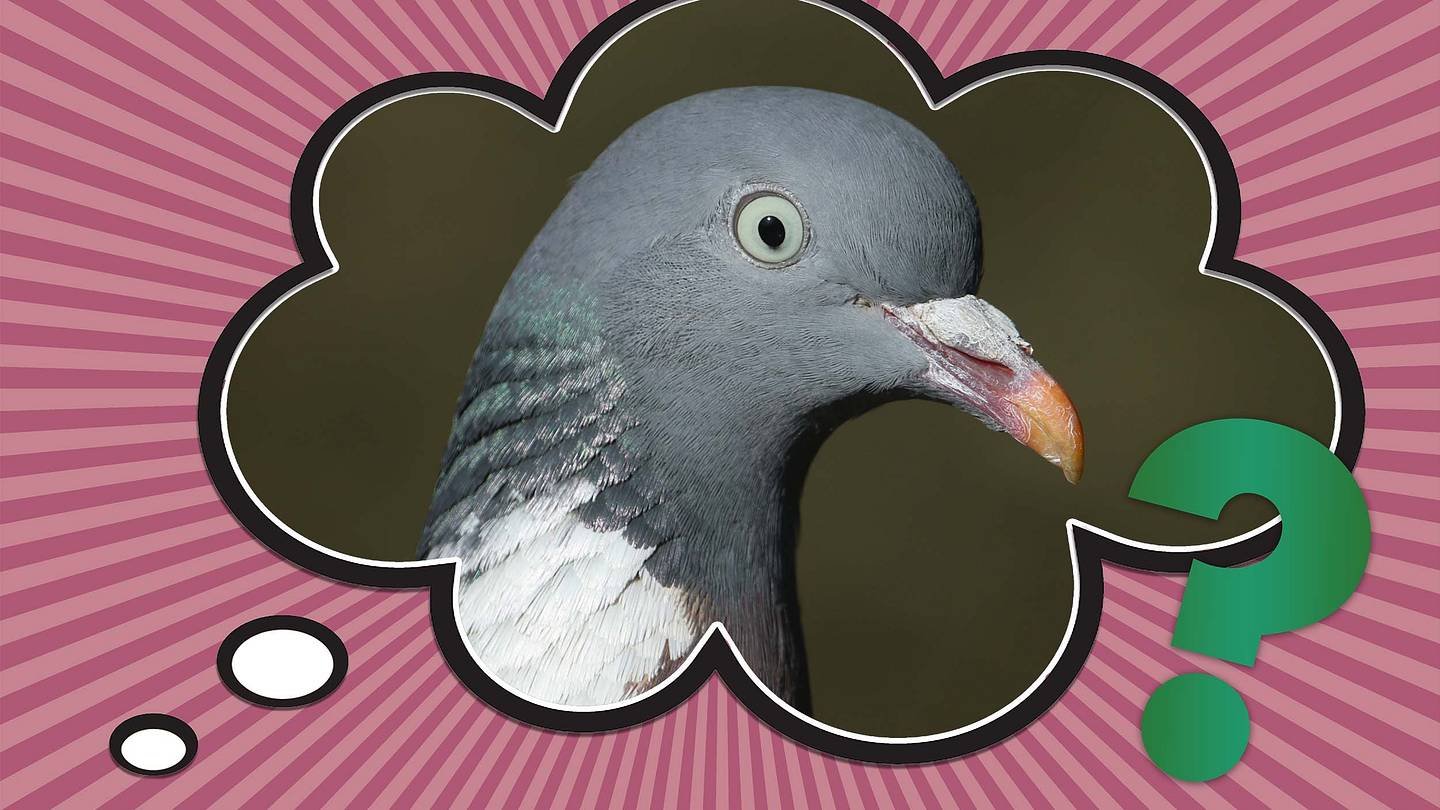 Whatâs the Difference Between Pigeons and Doves?