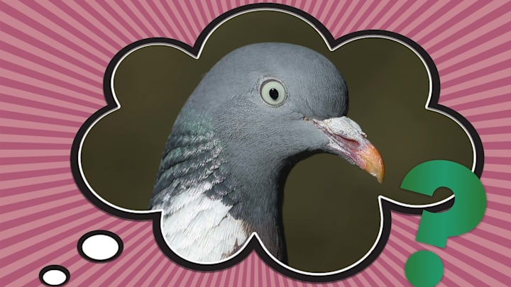 Pigeon or dove? You decide.