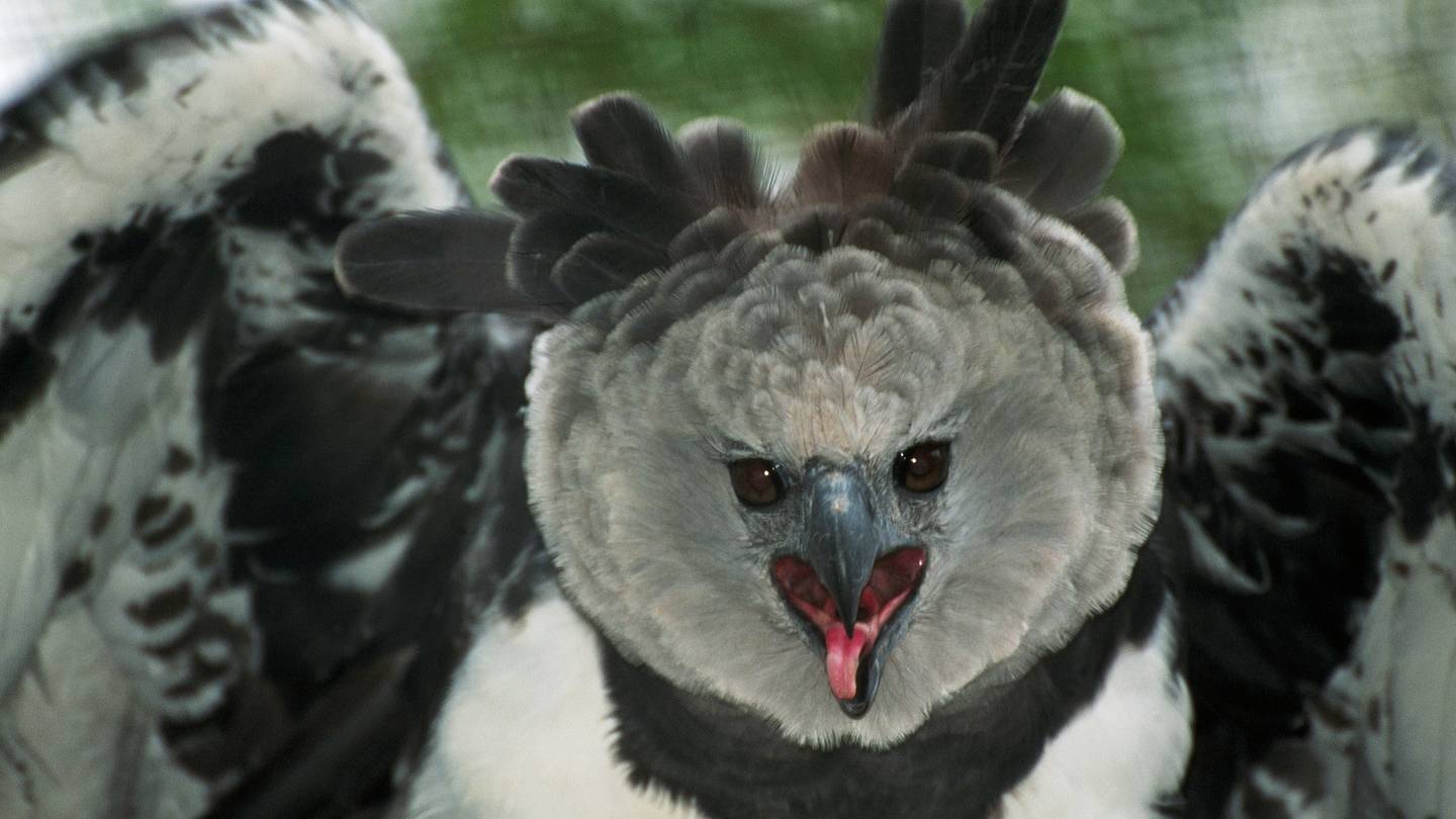 6 Extremely Rare National Animals