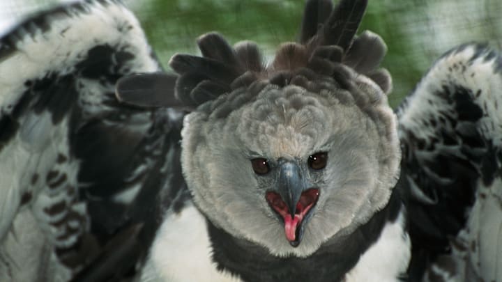 A harpy eagle.
