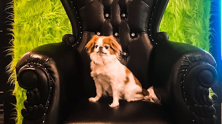 A Japanese Chin on her throne.
