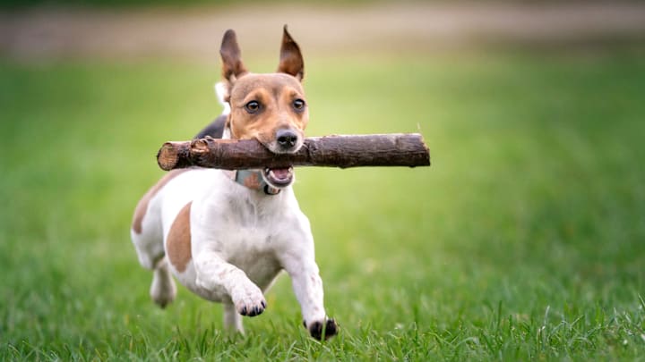 Bark softly and carry a big stick.