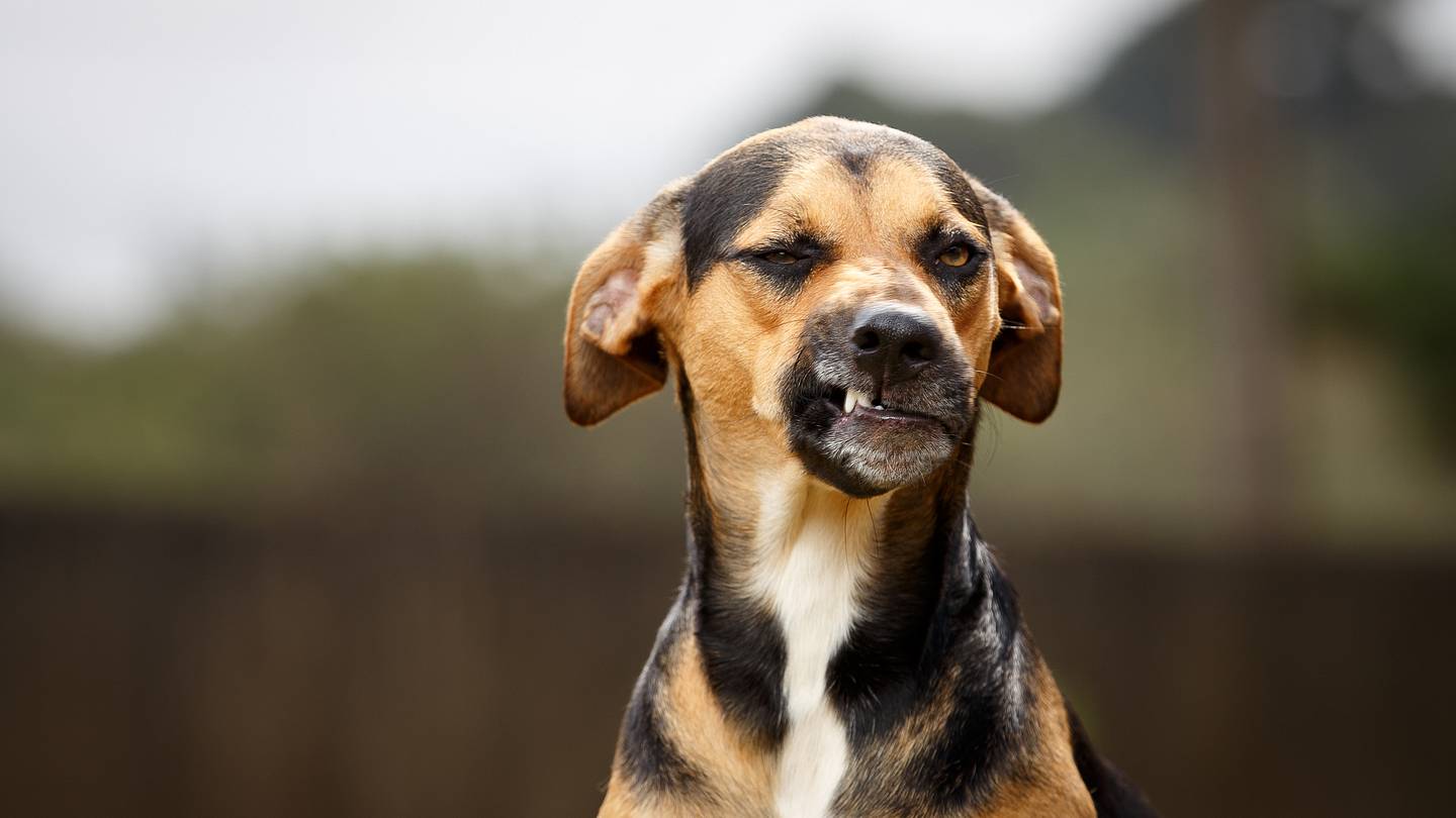 A Dog's Breed Alone Is Not Indicative of Personality and Behavior, a New Study Suggests