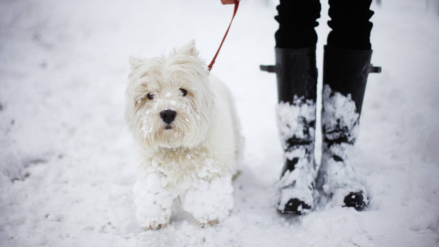 5 Tips for Safely Walking Your Dog in Winter