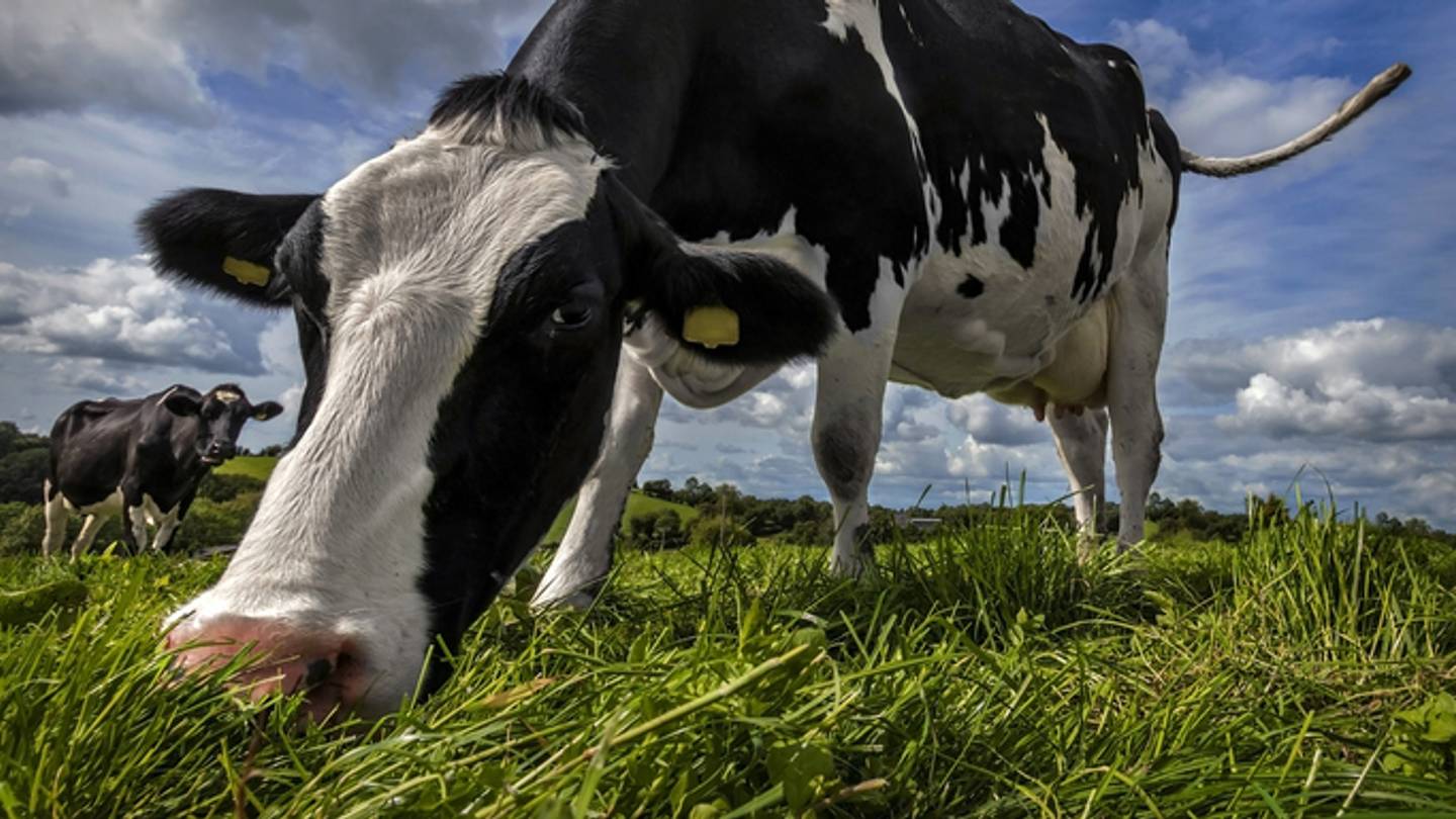 One Misconception About 64 Different Animals