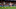 Mikel Merino