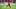Alphonso Davies