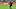 FBL-FRIENDLY-MEX-AUS FBL-FRIENDLY-MEX-AUS