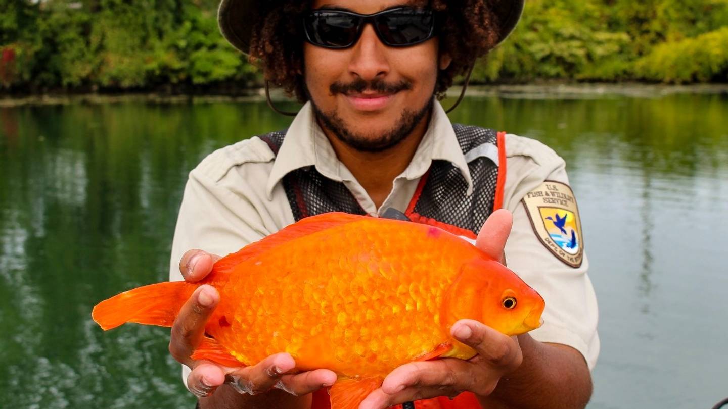 Tiny Goldfish Are Ballooning Into Football-Sized Predators in the Wild