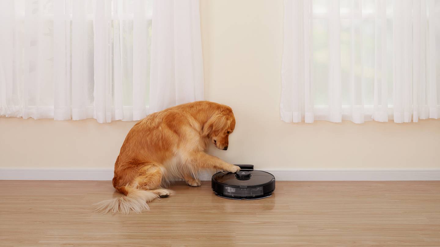 7 Simple Ways to Keep Your Home Free of Pet Hair