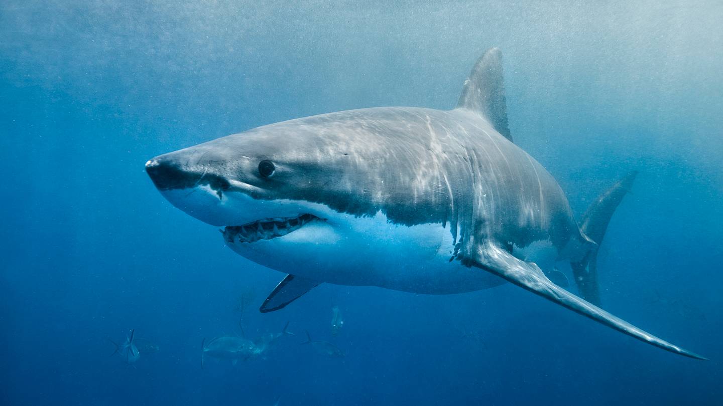 11 Surprising Facts About Sharks