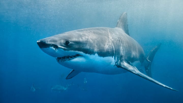 A great white shark prowls the ocean.