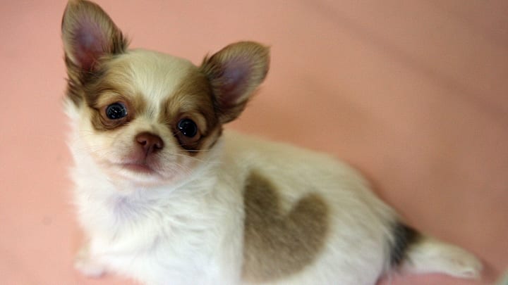 Pet Shop Displays Chihuahua With Unique Heart-Shaped Marking