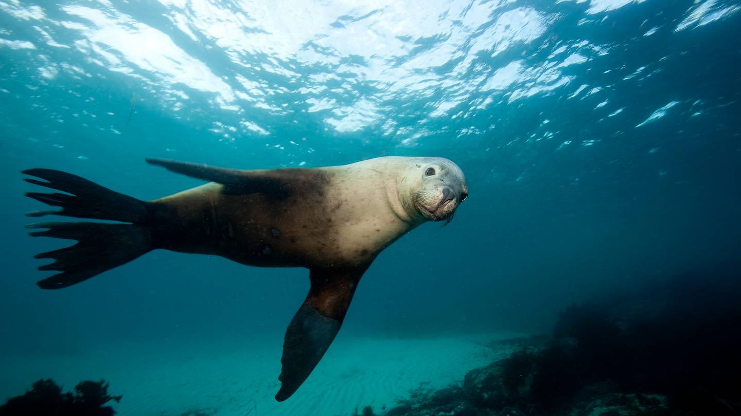 Sea Lions With Cameras Collect Valuable (and Adorable) Footage of the Ocean Floor