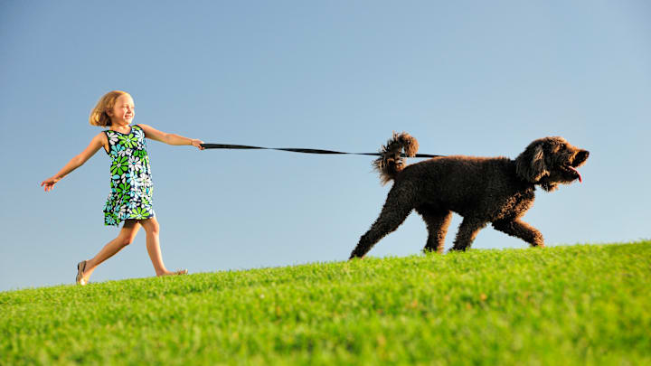 How to Stop Your Dog From Pulling on Their Leash According to a Professional Trainer