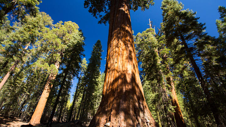 Giant sequoias are Earth’s most massive trees.